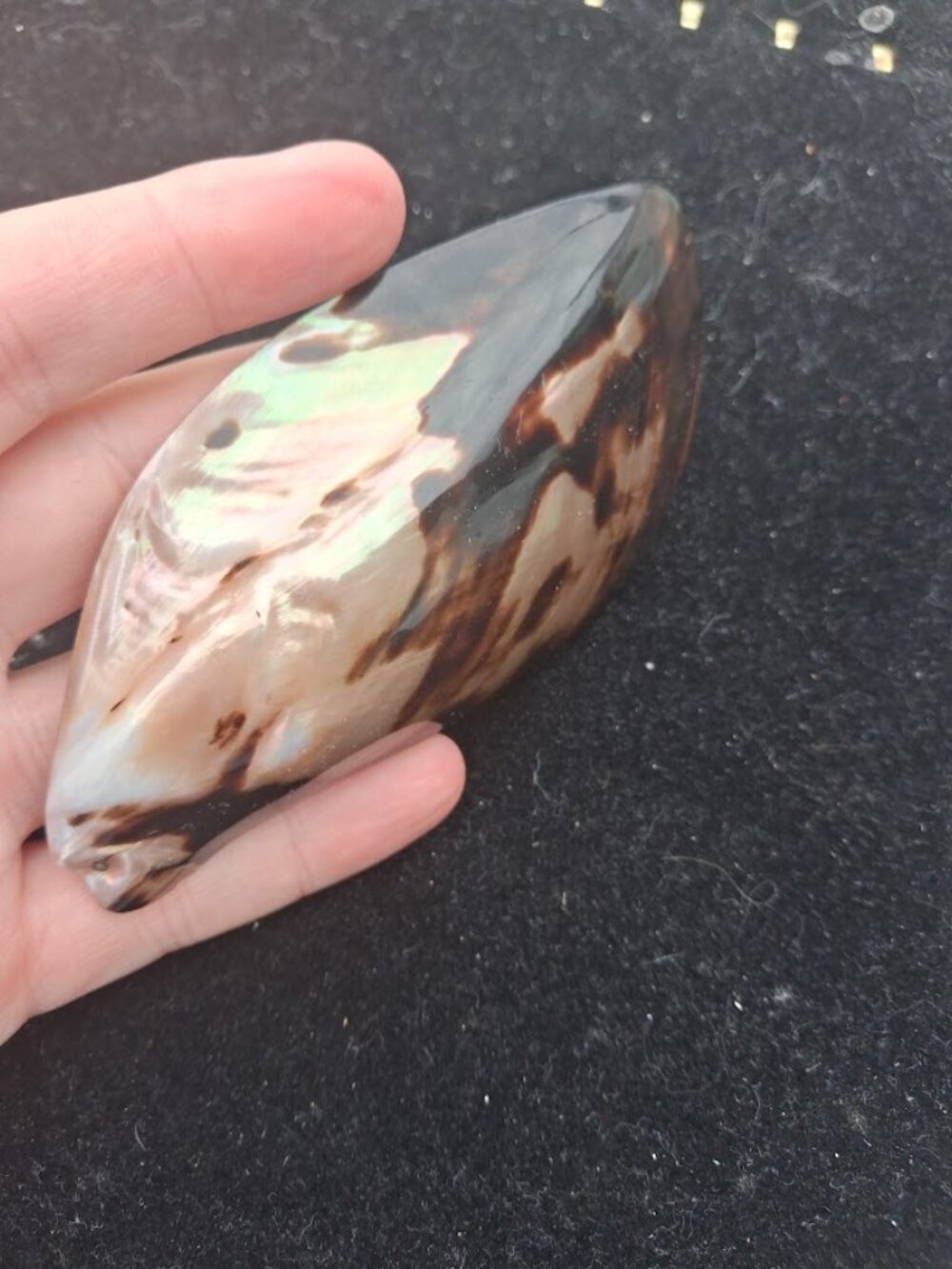 Shell Buckle - Picture 2 of 3